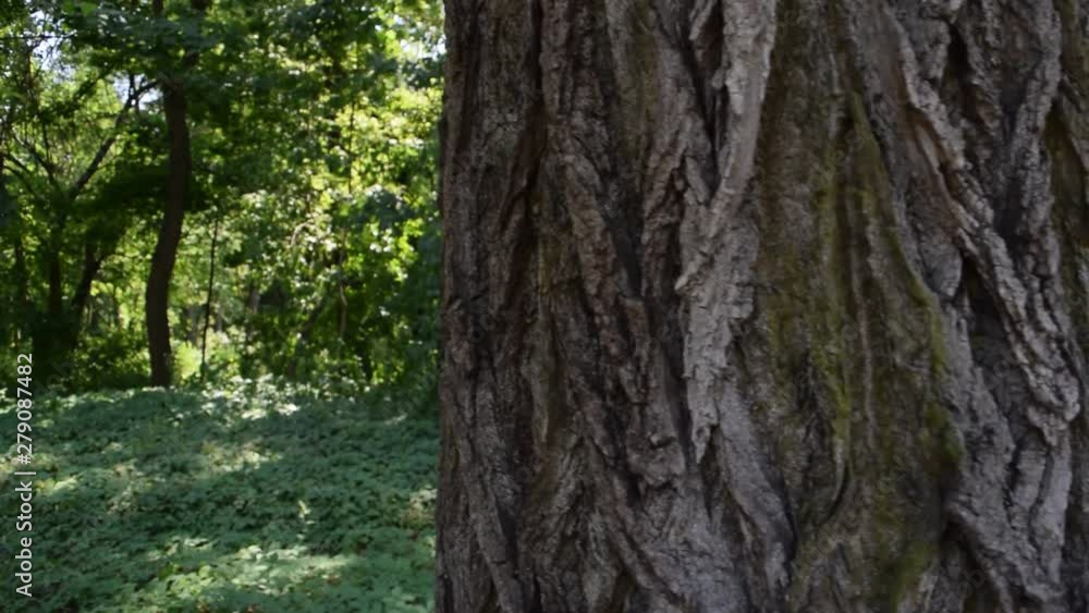 Young girl peeking from behind a tree in nature. Young girl peeking from behind a tree in nature.