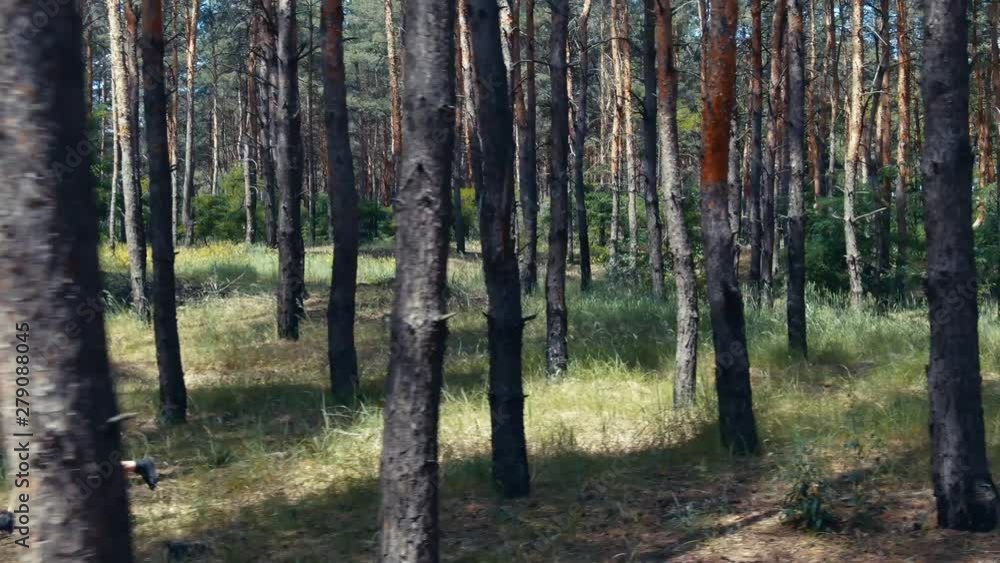 Big barbarian man is chasing a woman in the forest between trees, 4k Big barbarian man is chasing a woman in the forest between trees, 4k