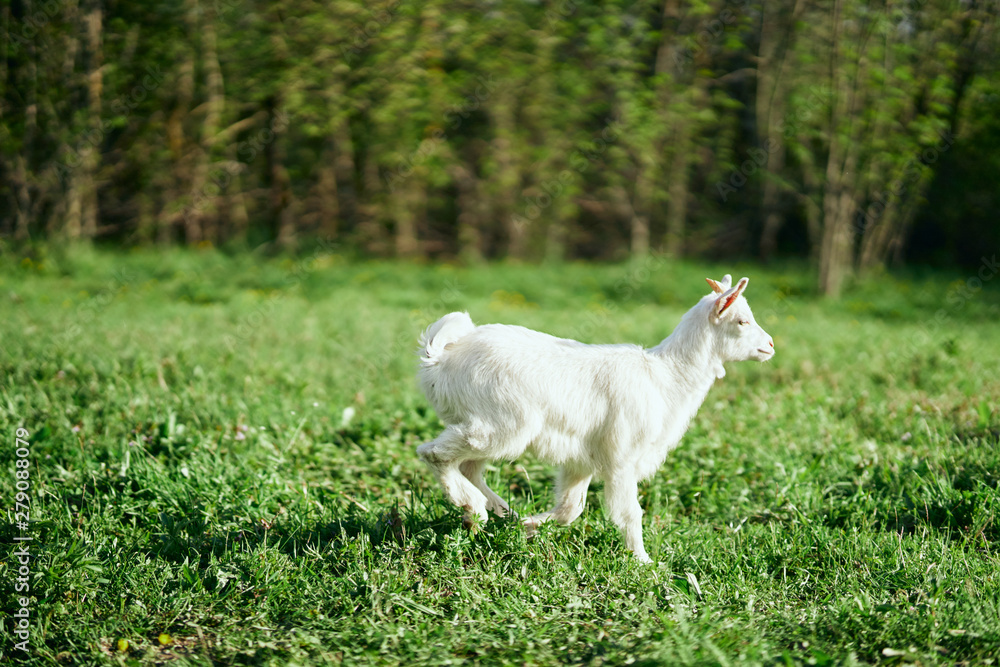 Obraz premium goat on a meadow