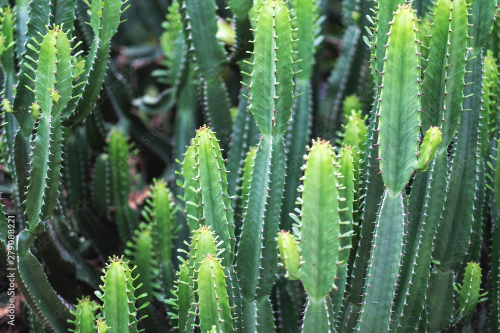 Closeup image of euphorbia ingens cactus trees Closeup image of euphorbia ingens cactus trees