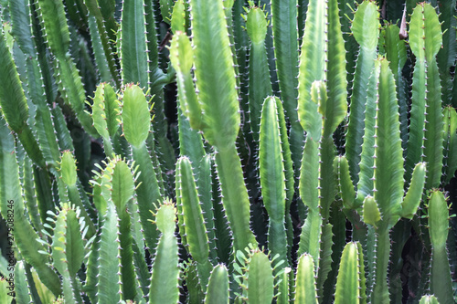 Valokuva Closeup image of euphorbia ingens cactus trees