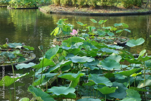 池に浮かぶ蓮の葉と花