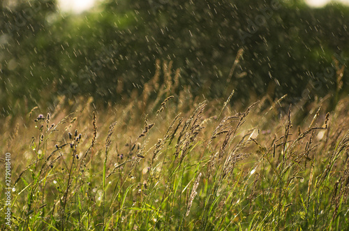 Obliquely drizzling rain illuminated by sunlight over a summer meadow with field grasses