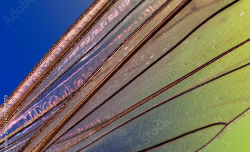 Extreme macro portrait of a crane fly wing, which is often called a mosquito hawks or daddy longlegs photo