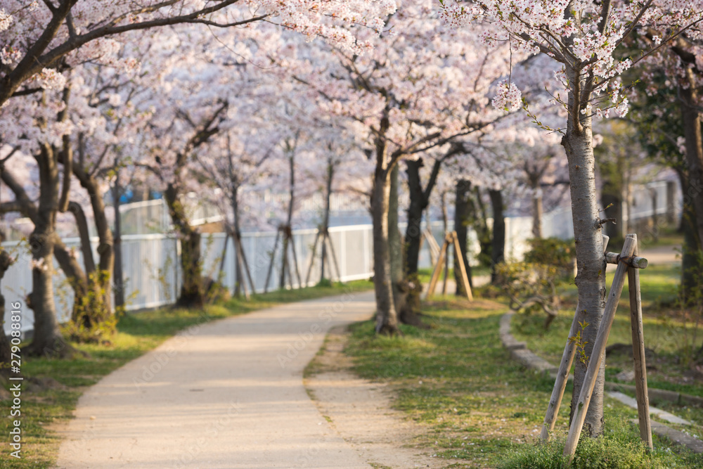 春の妙法寺川公園