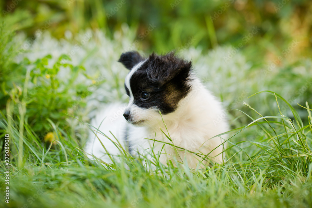Obraz premium playful puppy papilon