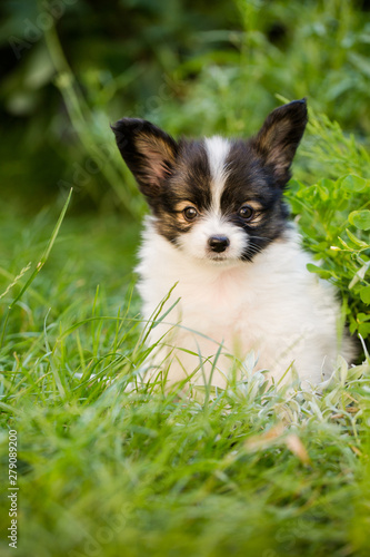 frightened puppy in the garden