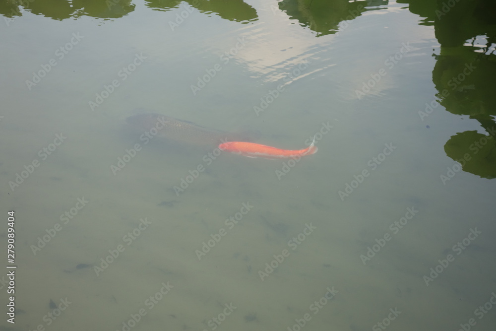 池を泳ぐ鯉 池を泳ぐ鯉