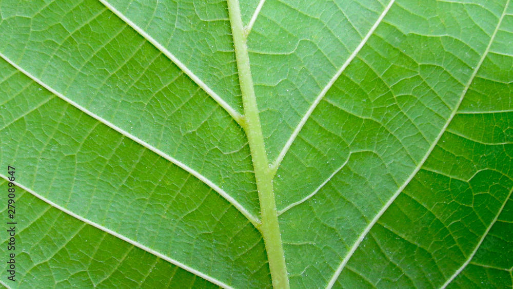 Green leaf macro photo. Green leaf background. Green leaf texture Green leaf macro photo. Green leaf background. Green leaf texture