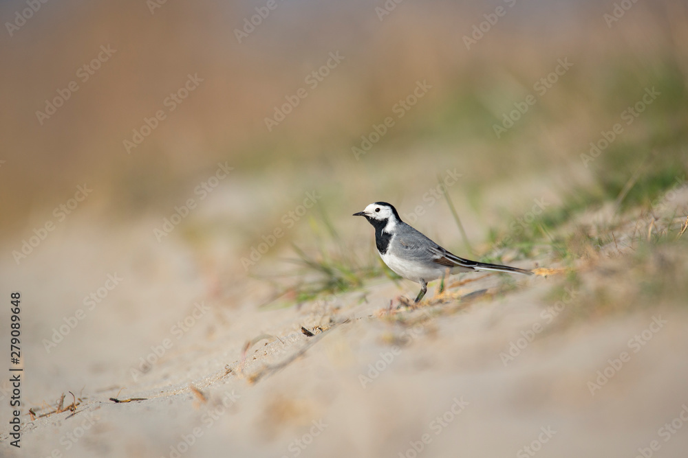 White wagtail closeup shot with blurred background White wagtail closeup shot with blurred background
