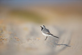 White wagtail closeup shot with blurred background