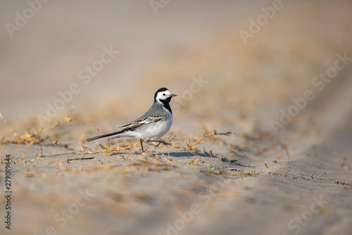 White wagtail closeup shot with blurred background