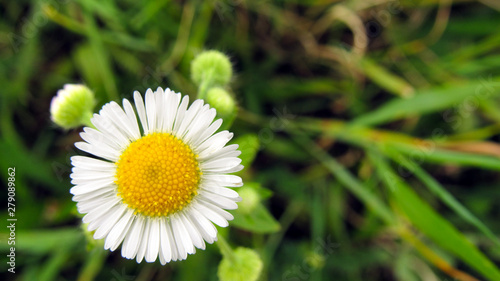 Chamomile in a grass. A flower on a background of green grass. macro photography of camomile