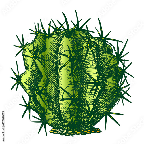 Ferocactus Echidne Barrel Cactus Vintage Vector. Sharp Spines Decorative Houseplant Round Cactus Concept. Family Cactaceae Plant Hand Drawn In Retro Style Mockup Color Illustration
