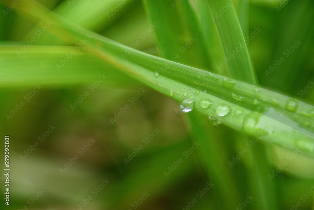 dew on green grass dew on green grass