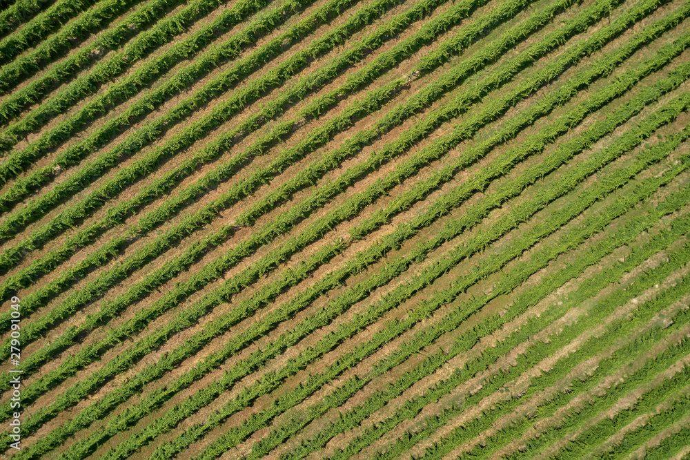 Aerial photography with drone. Grape plantation top view, Italy.