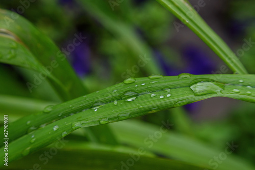 water drops on green grass
