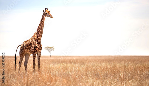 Giraffe on African landscape with one tree in the background. © RichTphoto