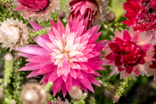 Cape fynbos flowers close up. Flowers from Cape Towns Fine bush kingdom..Strawberry Paper flowers.