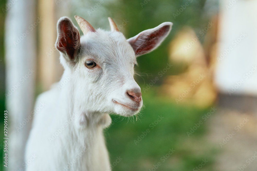 portrait of a goat portrait of a goat