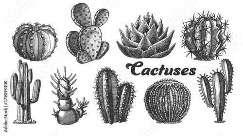 Collection Desert Plants Cactus Set Vintage Vector. Different Succulent Prickly Spine Cactus Exotic Nature Decorative Houseplant Concept. Designed Template Black And White Illustrations