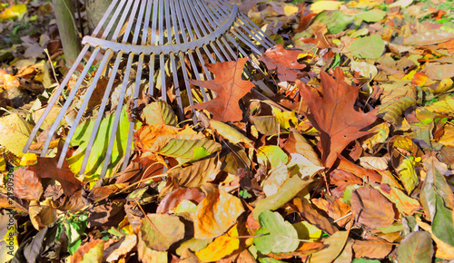 rake in a pile of autumnal leaves in a garden