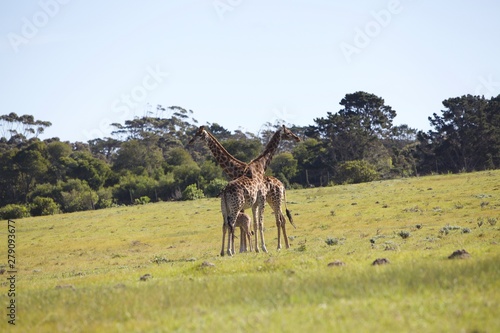 Photography Family of Giraffe