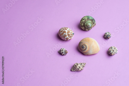 Composition of exotic sea shells on a violet background. Summer concept. Top View. Copyspace for text