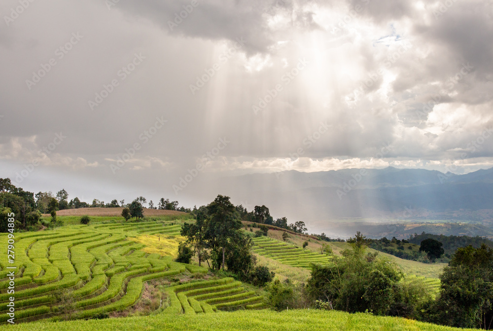 Fototapeta premium sunlight with terrace rice field