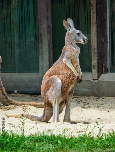 Red kangaroo, Macropus rufus in a german zoo
