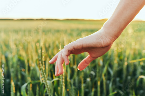 wheat in the hands © SHOTPRIME STUDIO