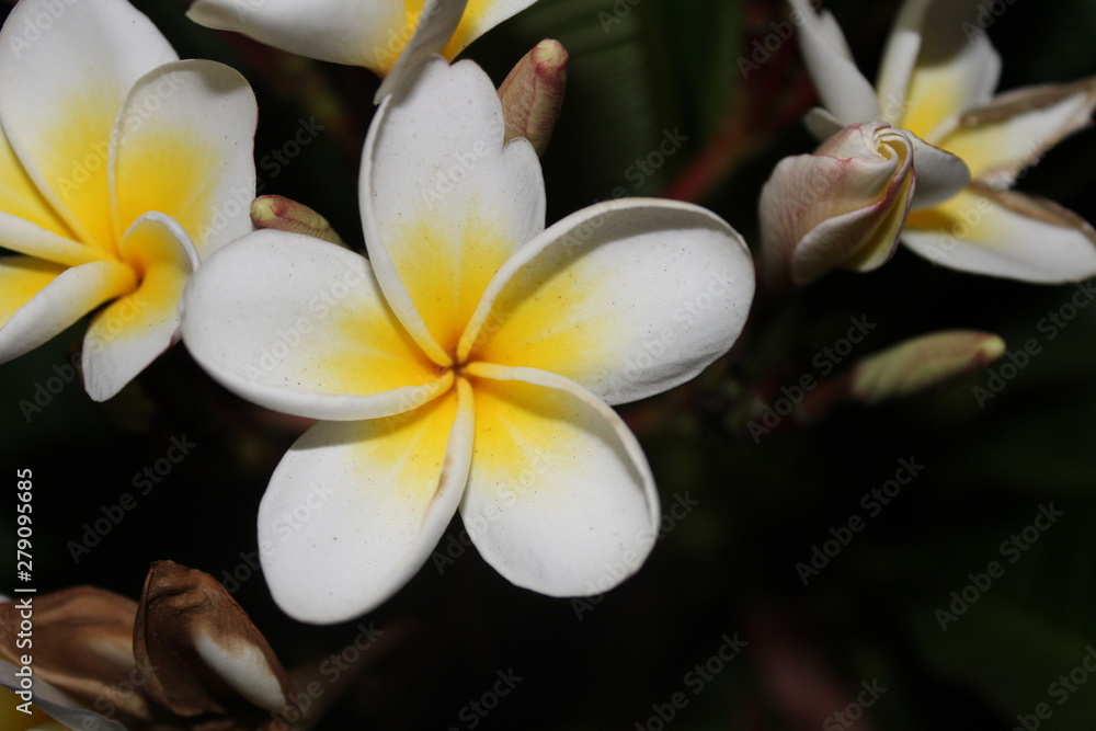 Fototapeta premium Frangapani Blossom