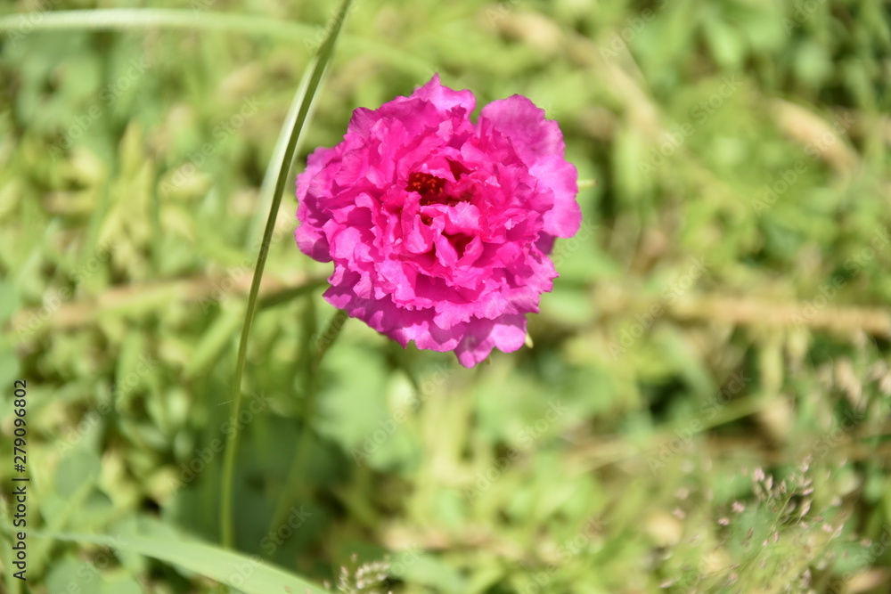 Donnez une fleur à quelqu'un c'est exprimer un sentment Donnez une fleur à quelqu'un c'est exprimer un sentment