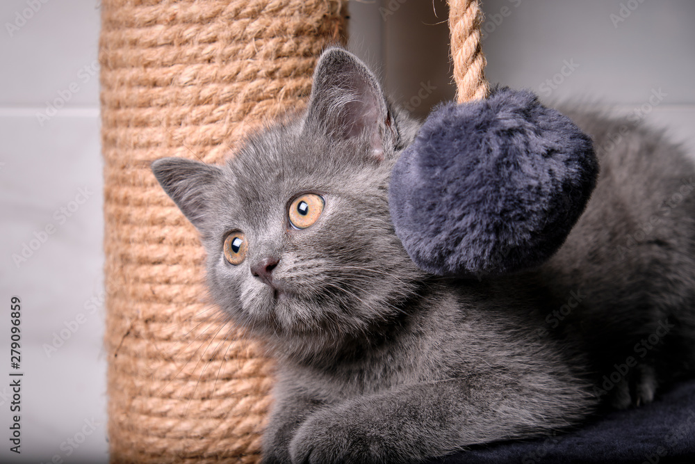 Grey british shorthair kitten lying on playhouse for cats
