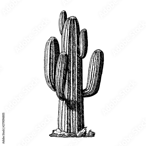 Saguaro Arborescent Tree-like Cactus Ink Vector. Cactus Specie In Monotypic Genus Carnegiea Concept. Family Cactaceae Hand Drawn In Retro Style Template Black And White Illustration