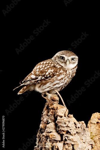 Stunning portrait of Little Owl Athena Noctua in studio setting with black background and dramatic lighting
