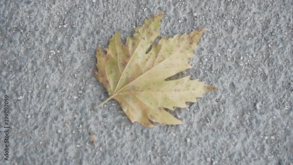 Closeup of dry yellow maple leaf on an old concrete road. Autumn theme, single dry yellow leaf of maple. Closeup of dry yellow maple leaf on an old concrete road. Autumn theme, single dry yellow leaf of maple.