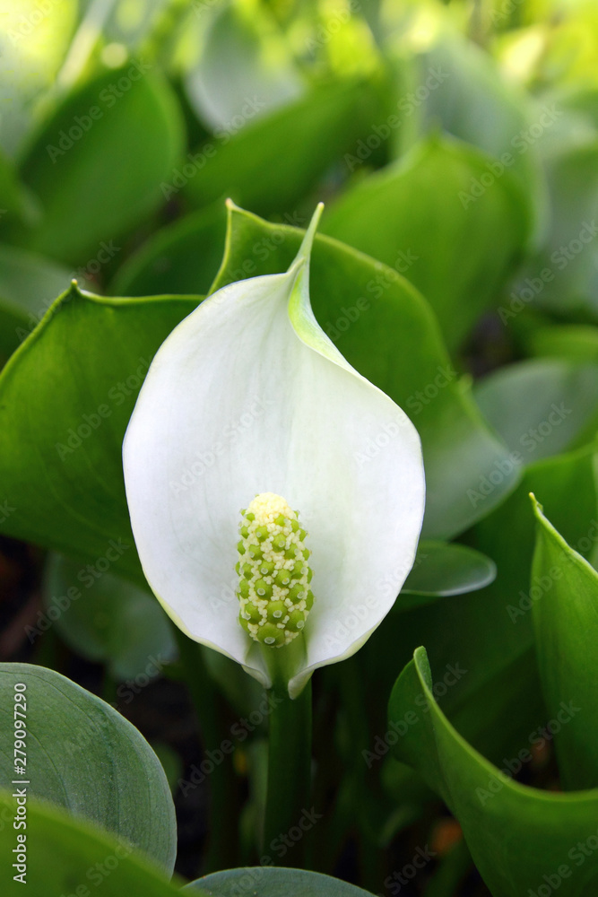 Obraz premium Calla palustris. Water arum in summer close-up