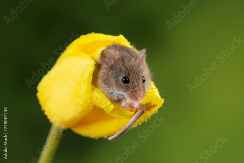 Adorable cute harvest mice micromys minutus on yellow tulip flower foliage with neutral green nature background photo