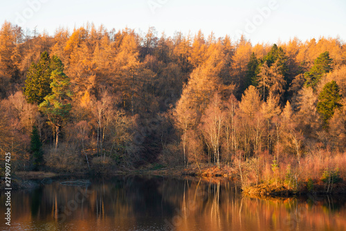 Beautiful landscape image of Tarn Hows in Lake District during beautiful Autumn Fall evening sunset with vibrant colours and still waters © veneratio