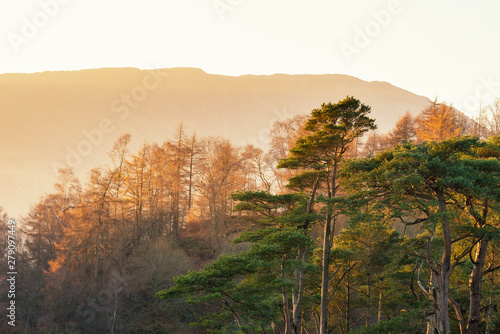 Beautiful Autumn Fall landscape image of larch and pine trees silhouetted against orange glow of sunset with mountain range in distance in Lake District UK