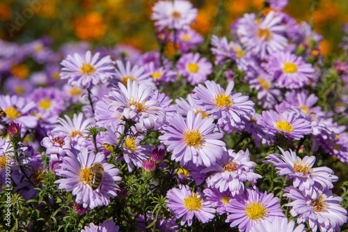 flowers autumn beautiful,autumn flowers in the garden purple flowers, beautiful flower background of aster