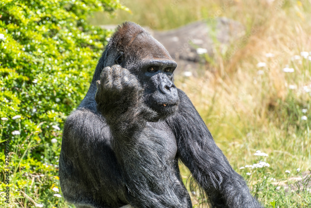 gorilla looks seriously and thinks gorilla looks seriously and thinks
