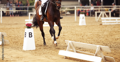 Dressage horse during a dressage competition in the exam..