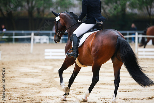 Dressage horse during a dressage competition in the exam.. © RD-Fotografie