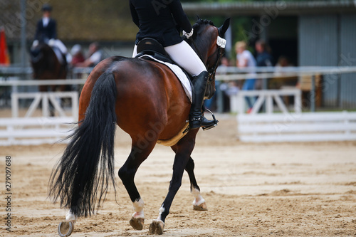 Dressage horse during a dressage competition in the exam..