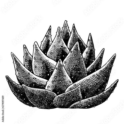 Succulent Leaves Agave Cactus Hand Drawn Vector. Agave Popular Ornamental Plant Growing In Hot Climate. Tequila Ingredient Designed In Retro Style Template Black And White Illustration
