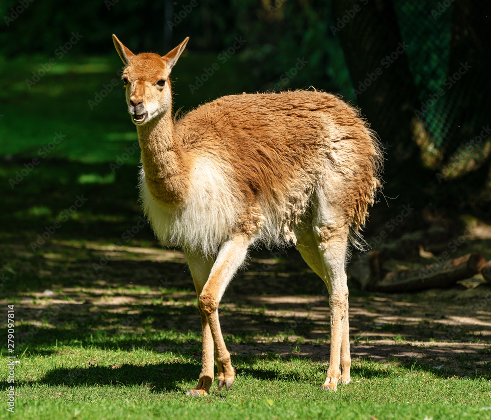 Vicunas, Vicugna Vicugna, relatives of the llama Vicunas, Vicugna Vicugna, relatives of the llama