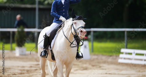 Dressage horse during a dressage competition in the exam..