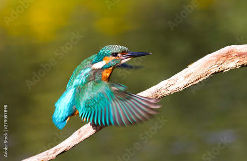 Eisvogel (Alcedo atthis)